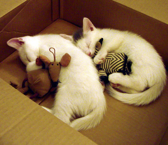 开云体育-拯救球队的“终极武器”——关键时刻的英雄表现，拯救篮球