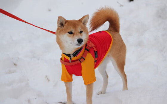 开云中国大陆-赛季大事件盘点，哪个瞬间最令人难忘？，全赛季事件战法大全