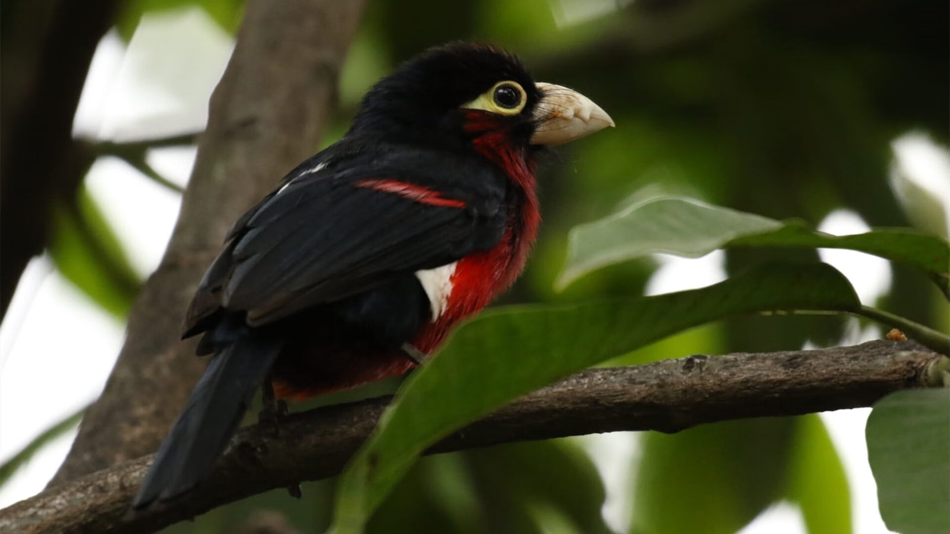 kaiyun官方入口登录-EDG教练团队战术调整显成效，edg教练corgi