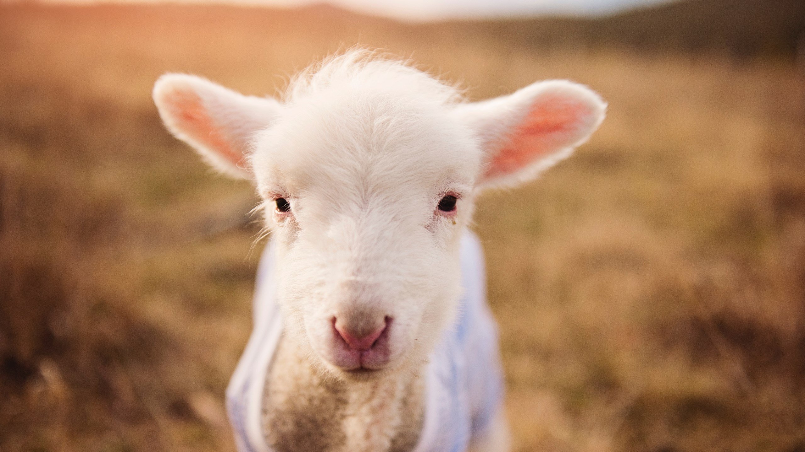 kaiyun官方入口登录-Team Liquid战术对抗LPL案例分析，team liquid队员