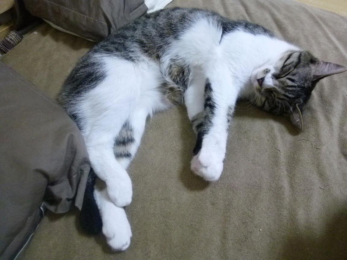 Kaiyun官方登录入口-奥地利女足勇于突围，实力逐渐显露，奥地利女足世界排名