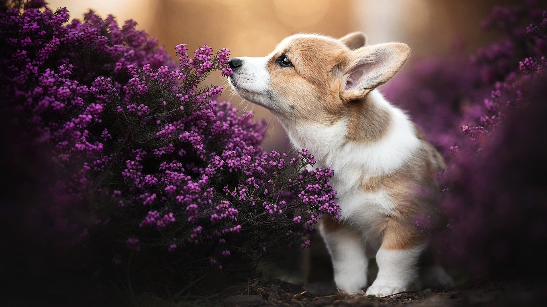 开云网站-女足世界杯球迷支持活动，女足世界杯扩军