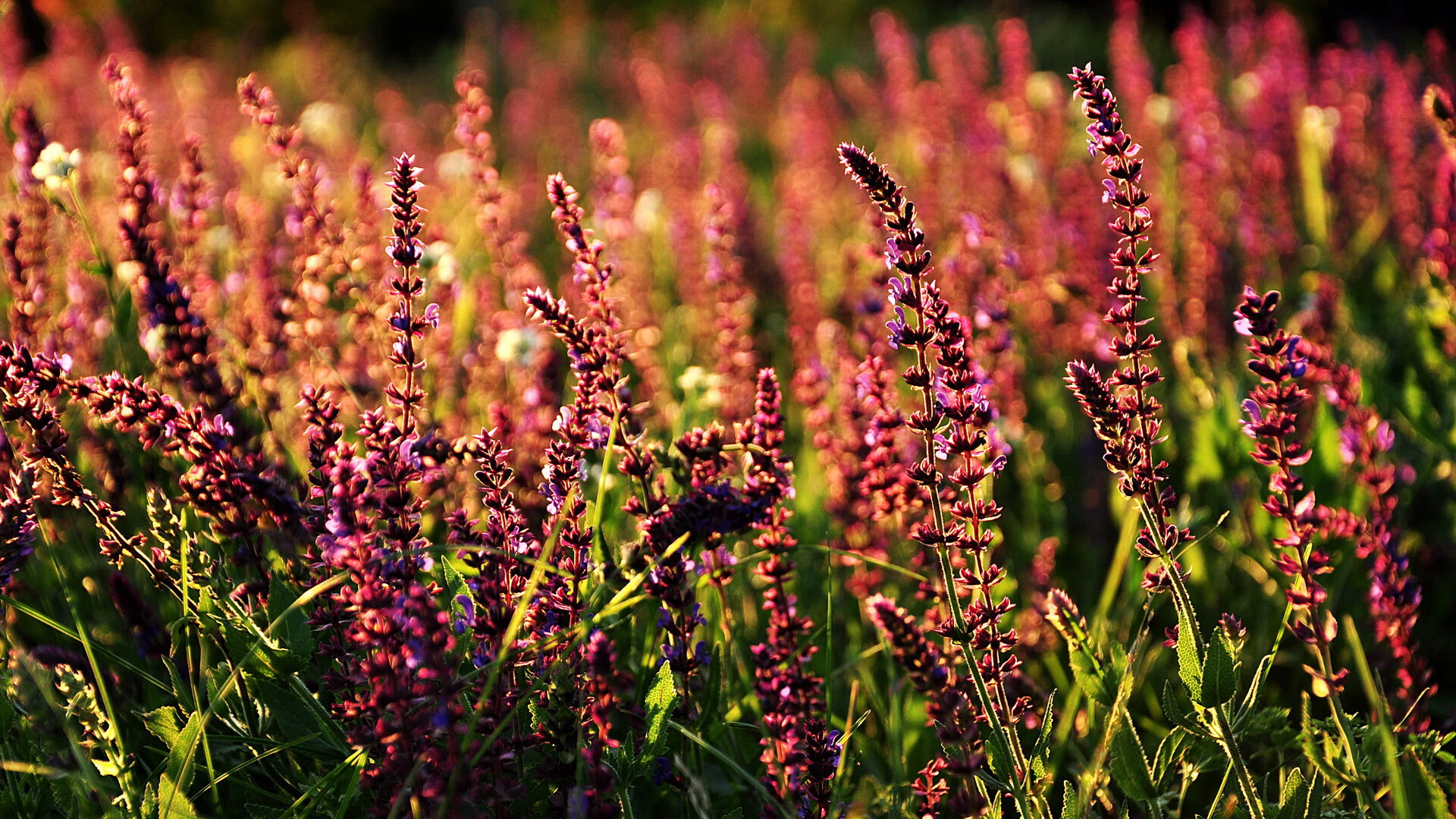 巴黎圣日耳曼再战胜,欧冠夺冠气势如虹!,巴黎圣日耳曼夺过欧冠冠军吗