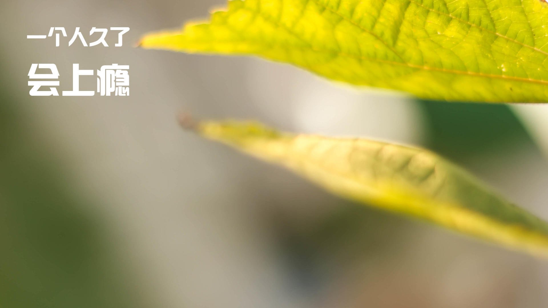 开云·Kaiyun网页版-森林狼逆转太阳，系列赛焦点战中爱德华兹双手暴扣点燃全场，森林狼队爱德华兹