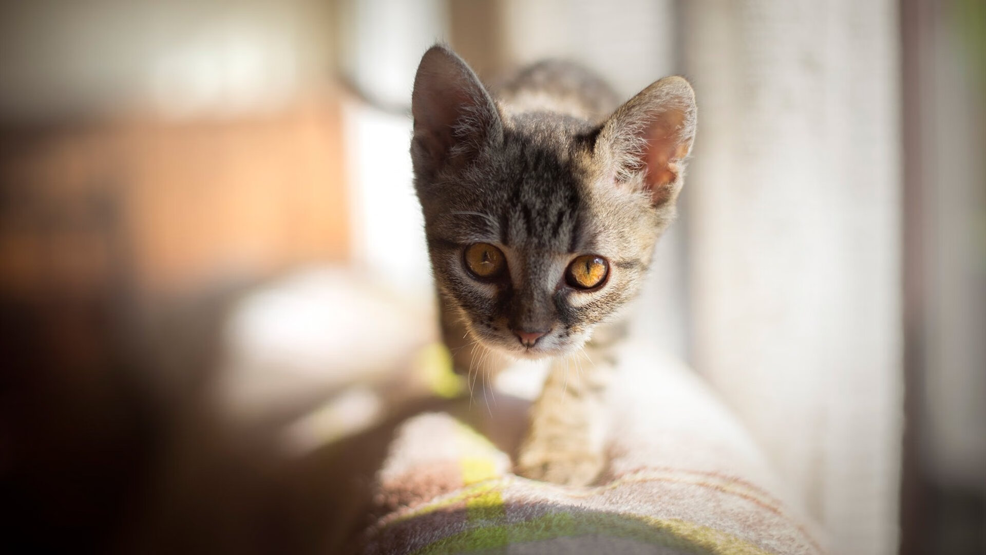 开云官方网站-河床新援首秀表现抢眼，河床近期战绩