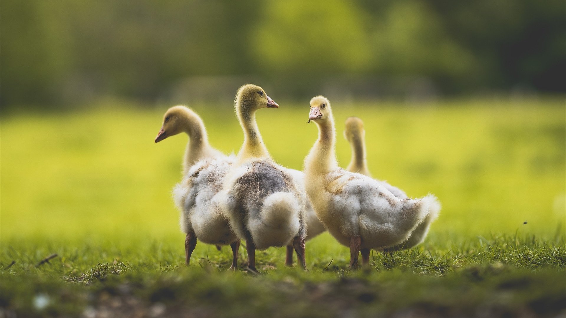 kaiyun体育综合-石油人新秀球员表现亮眼，石油人的七夕