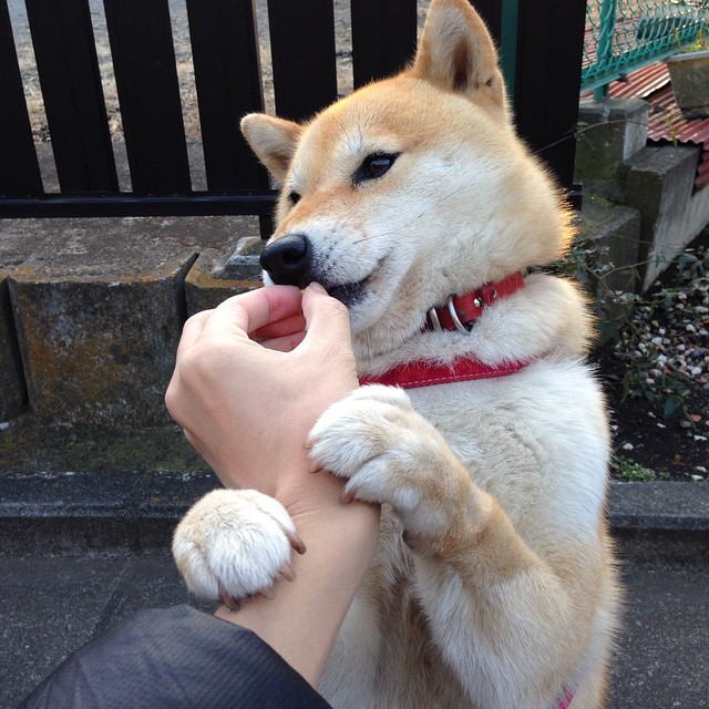 kaiyun官方网站-羽毛球苏迪曼杯八强出炉，中国强势领跑小组，羽毛球苏迪曼杯2021中国阵容