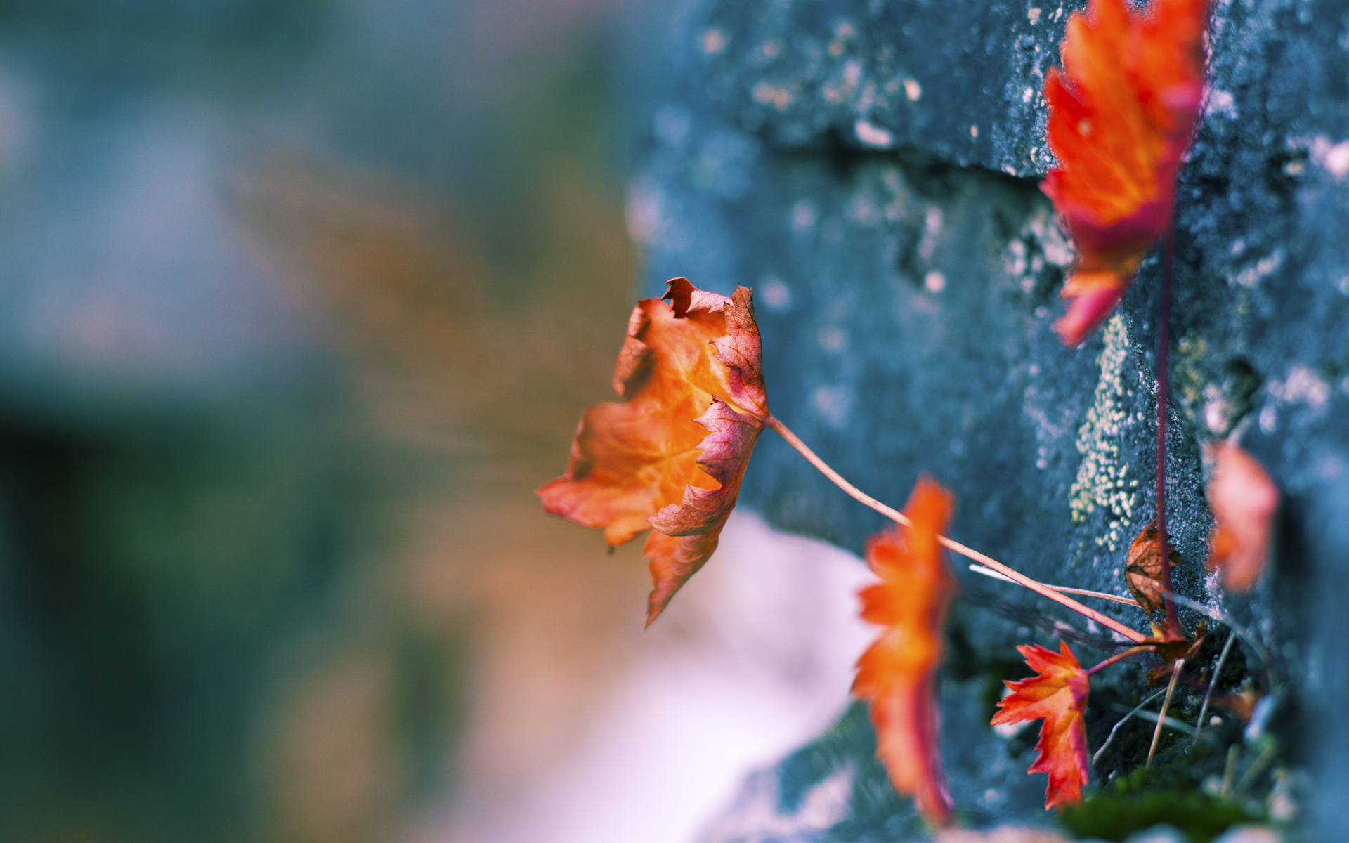 开云平台-陕西主场力拼四川，决胜关头表现重要，陕西国力主力阵容