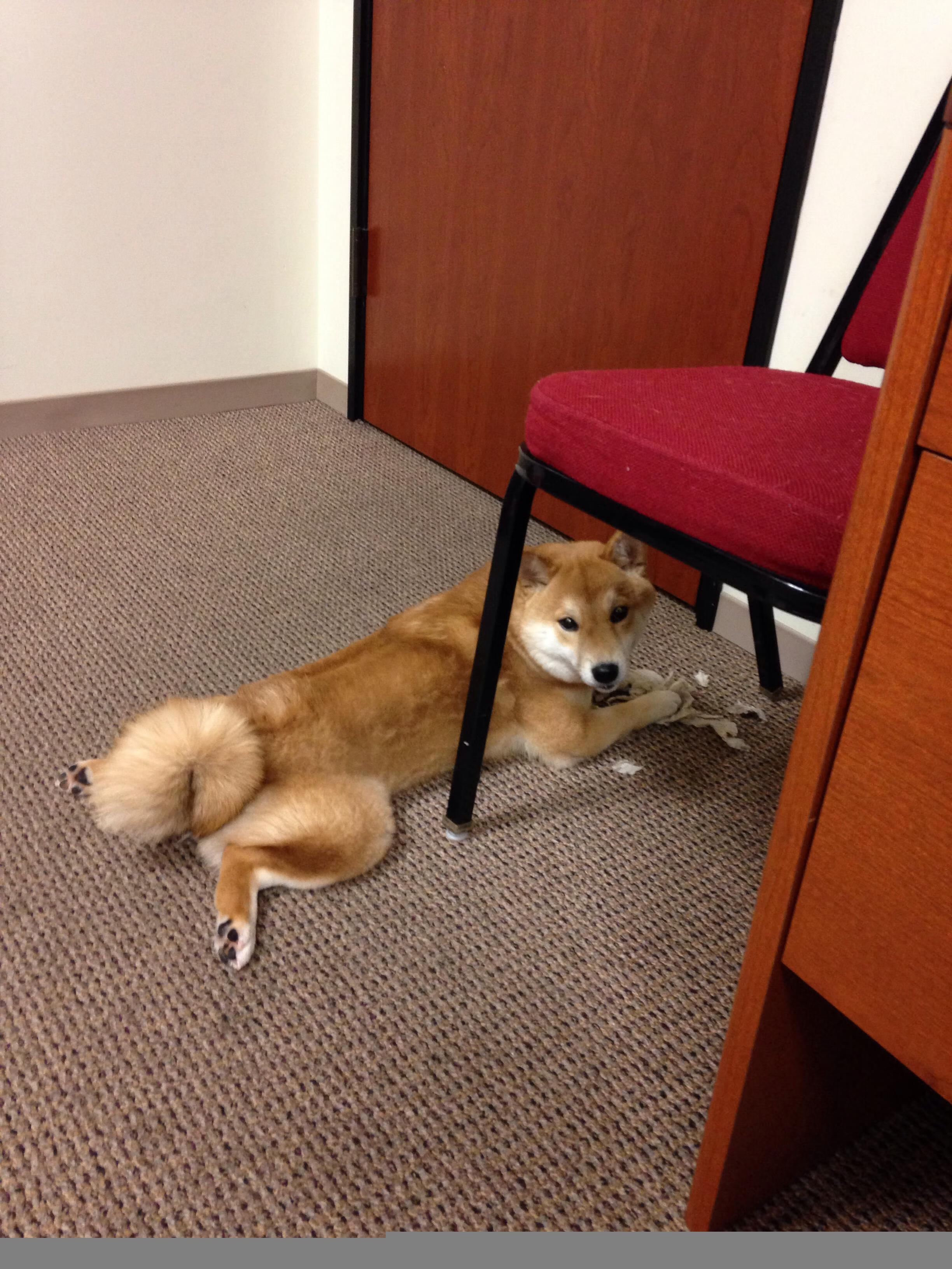 开云kaiyun-中国篮球职业联赛赛事安全管理及应急预案研究，篮球赛事竞赛规程