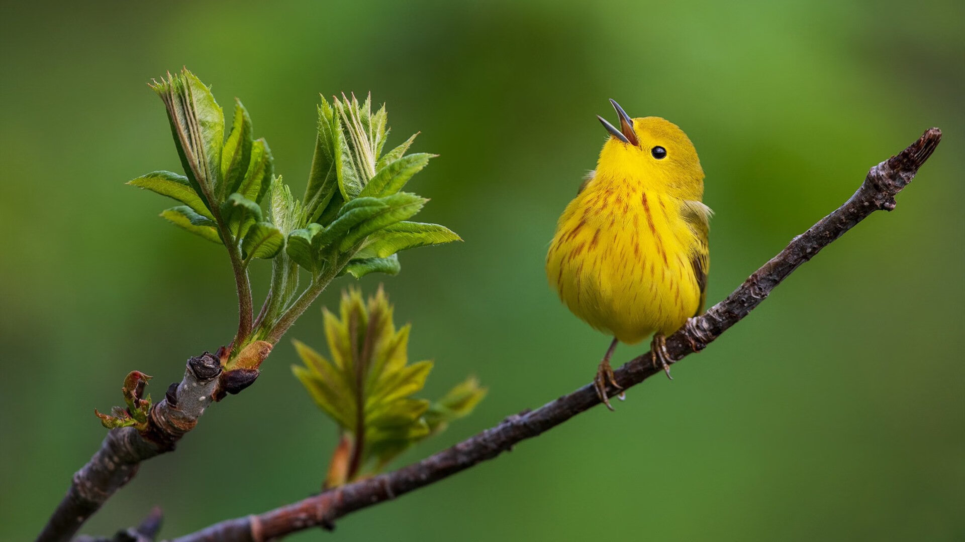 中国篮球职业联赛中后卫战术角色演变及训练策略,篮球后卫技术