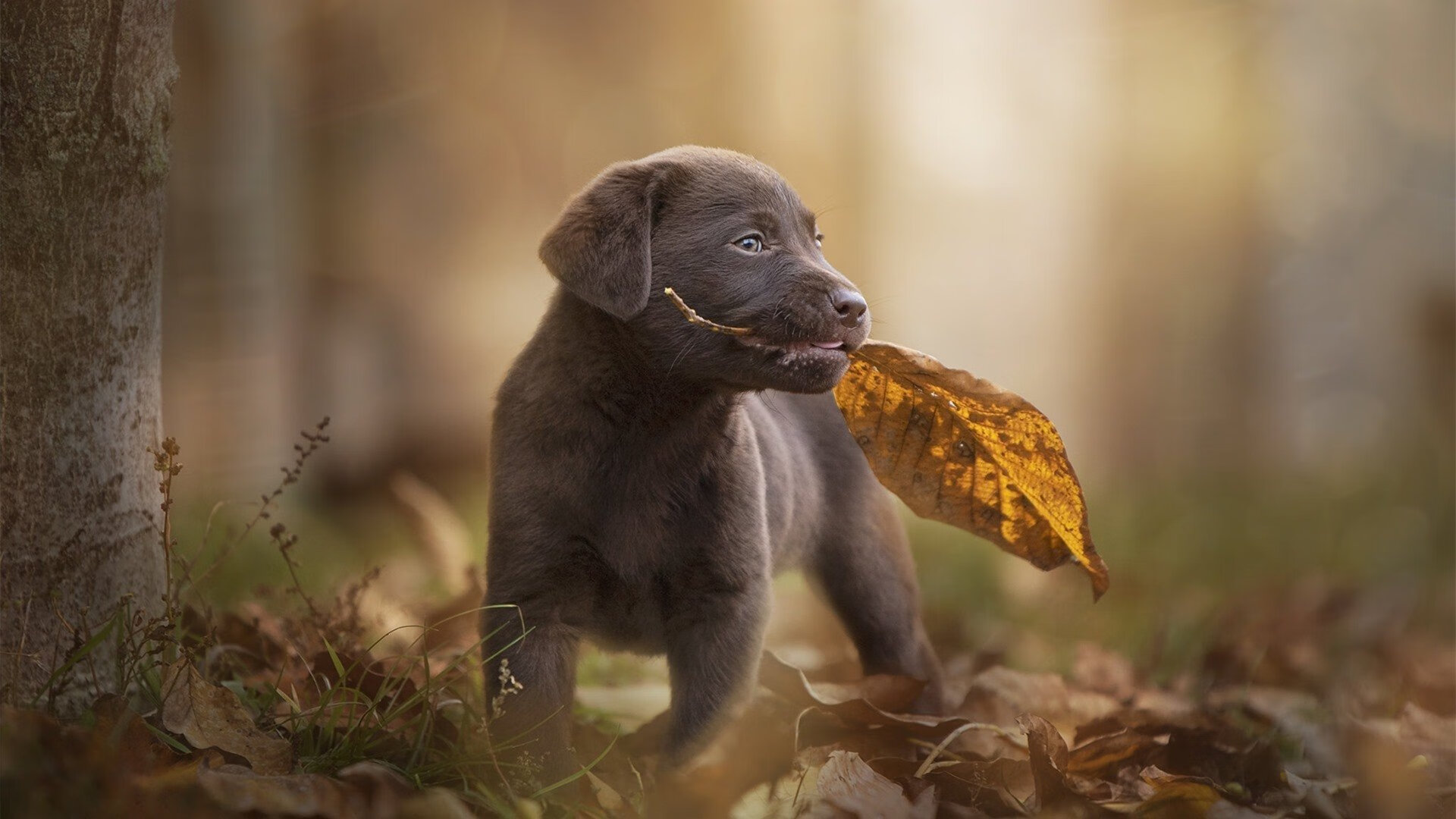 中超球员停球能力数据测评,中超联赛暂停