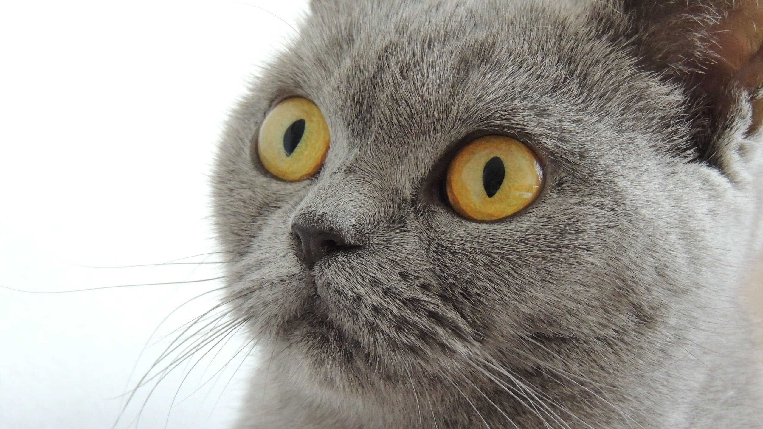 开云中国大陆-体育新闻中心推动体育短视频内容原创保护，如何创意体育类短视频