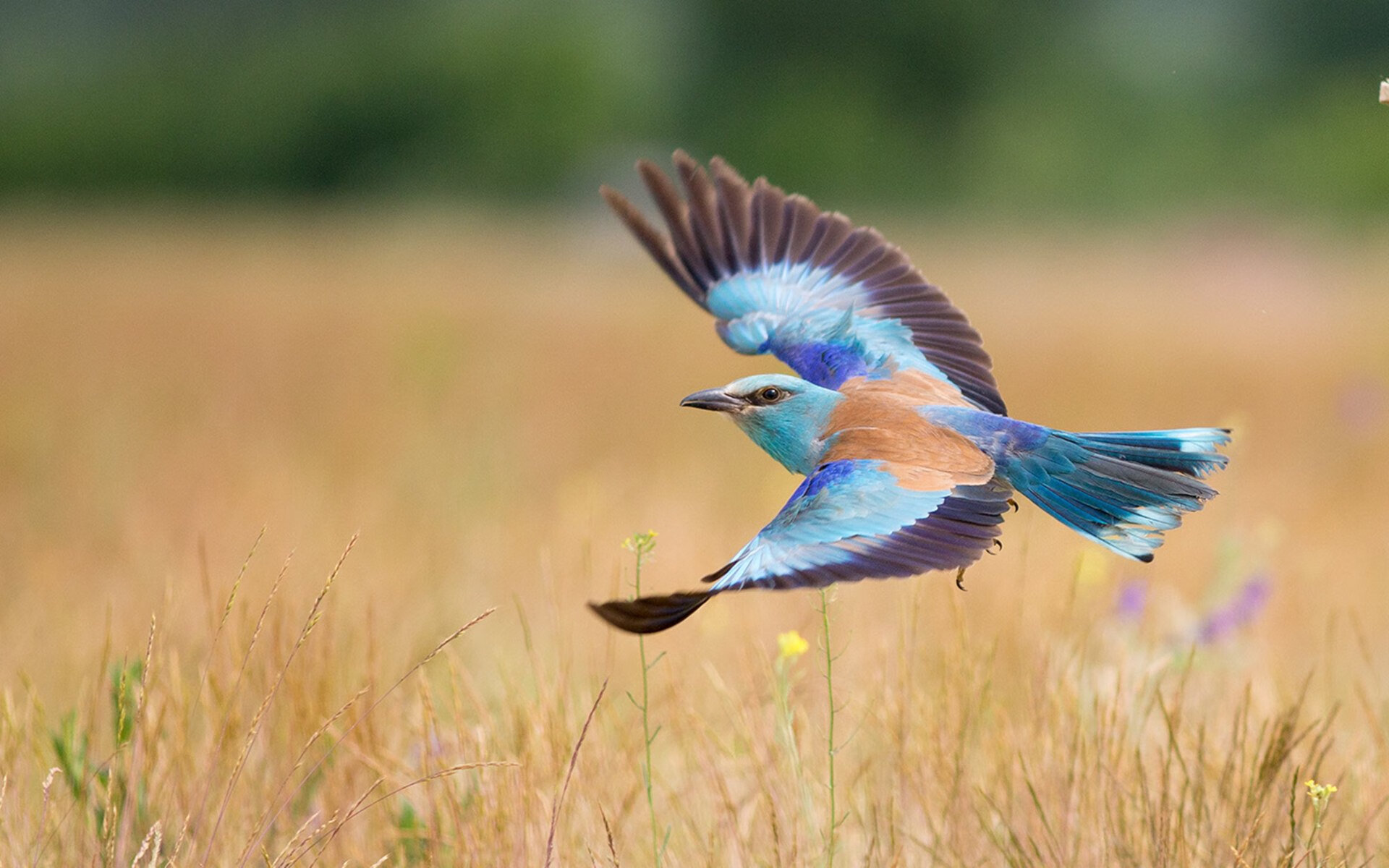 全国学生体育论坛研讨校内竞赛制度改革,全国学生体育竞赛计划