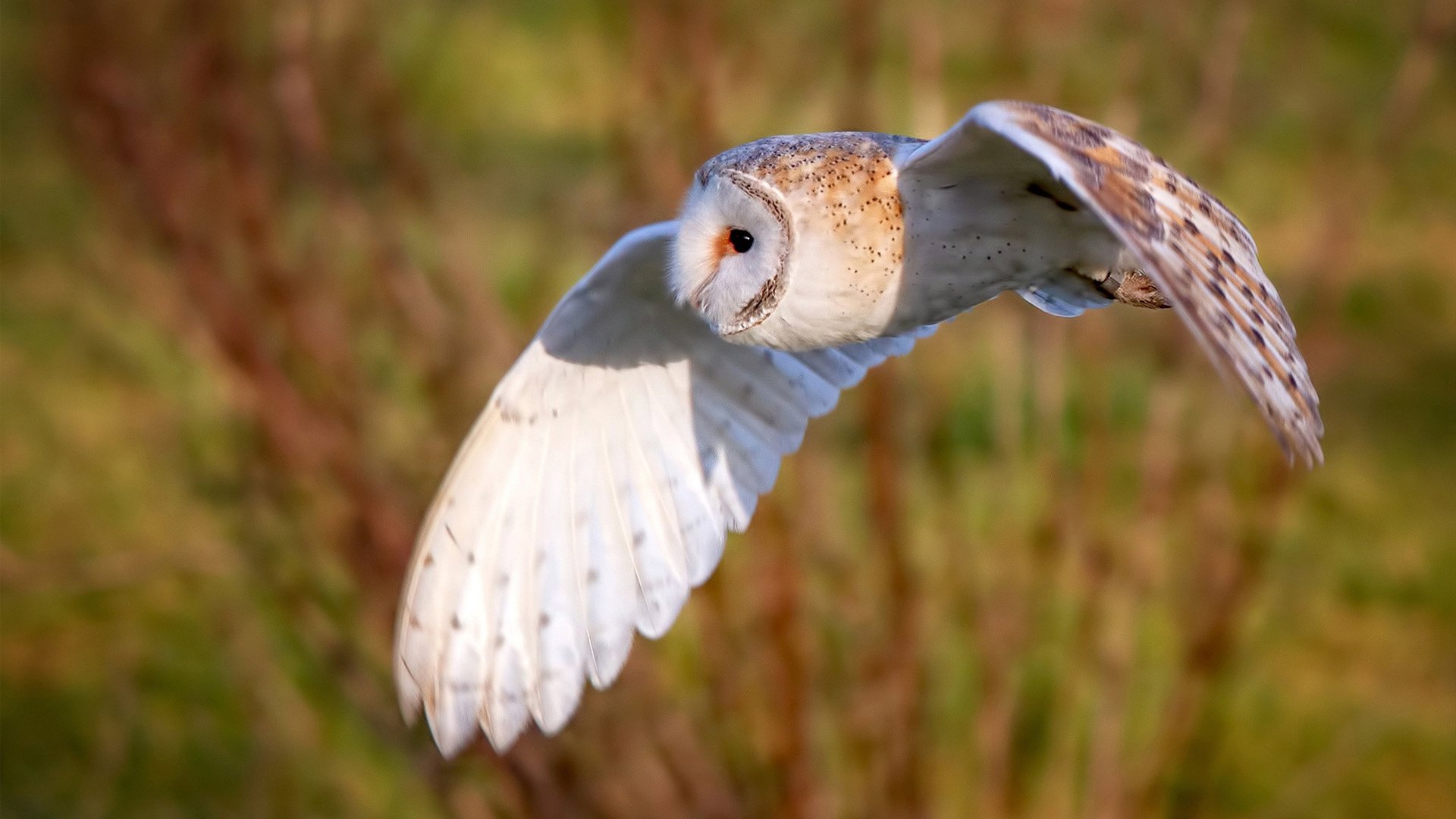 开云官网-球员伤病防护机制不健全，球员伤病对球员的影响