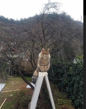 英超主力球员的年度表现总结,英超主帅名单