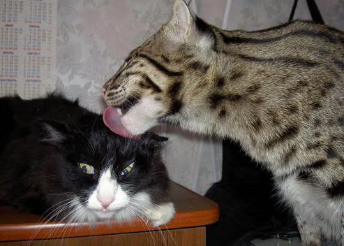 赛事赞助商发布全球营销计划，联动多国市场，赛事赞助回报有哪些