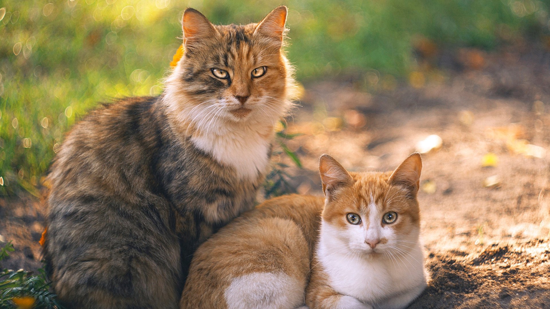 开云官网-青少年篮球比赛试点智能计时系统提升公平性，青少年篮球联赛